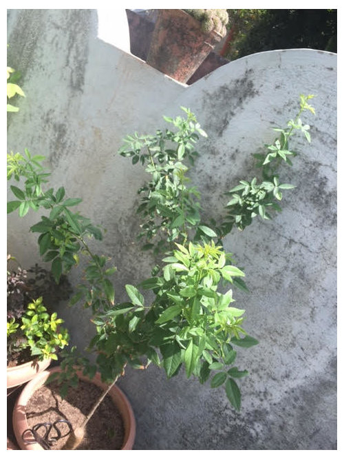 Help! This rose wont bloom??