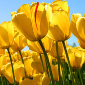 Diane Curattalo Pizzariello's photo