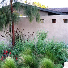 Shoestring acacia