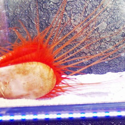 AQUARIUMS AND FISH - Products