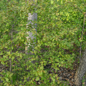 Chokecherry