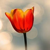 Laura Loper's photo