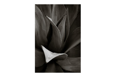 FINE ART PHOTOGRAPHY _ BOTANICAL PRINTS