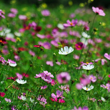 Plantings