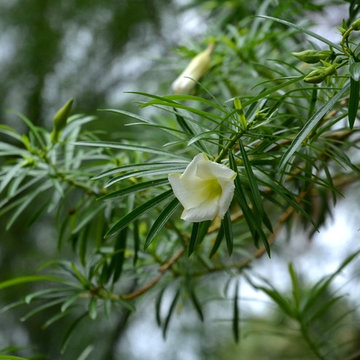 Artist's Garden