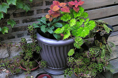 Inspiration for a shaded garden in Chicago with a container garden.