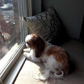 Custom Cushions for Furry Friends!