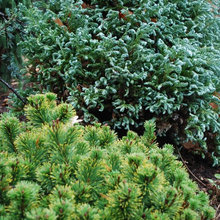 Landscaping Ideas