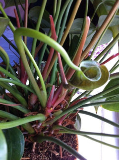 Anthurium Puzzle | Houzz Forum