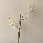 Carmen Rivera's photo
