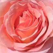 Heather Steinmetz's photo