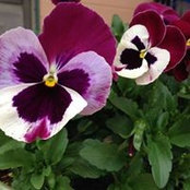Pam Sheldon Tanner's photo