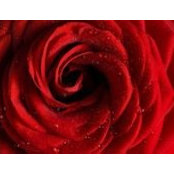 Angelica Alpheratz's photo