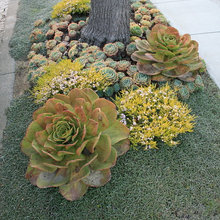 lawns