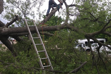 Emergency Tree Removal & Yard Clearing
