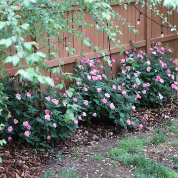 Colorful front yard, dog friendly backyard.