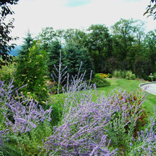 Privacy- Front Yard