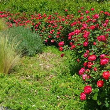MEILLANDECOR® - CHERRY BONICA®