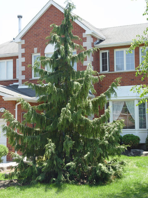 Weeping Alaskan Cedar types. Does anyone REALLY know? *pics*