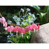 Joan Chuck Connell's photo