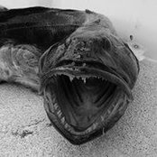 Scott Fonoimoana's photo