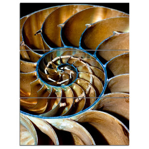 Brown Large Nautilus Shell Metal Wall Art 3 Panels 28 X36 Contemporary Metal Wall Art By Design Art Usa Houzz