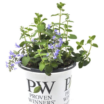 Nepeta Cat's Pajamas Proven Winner - Catmint