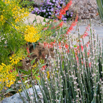Colorful Desert - Phoenix Home&Garden
