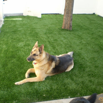 Dog Yards