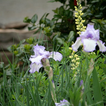 Favorite Perennials