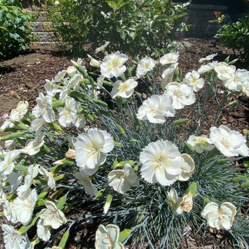 Orinda Moder 'Mt. Estate'