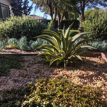 Cacti in the garden
