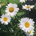 The Dutch Garden's profile photo