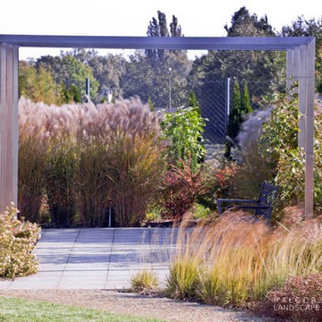 Ornamental grasses in the garden
