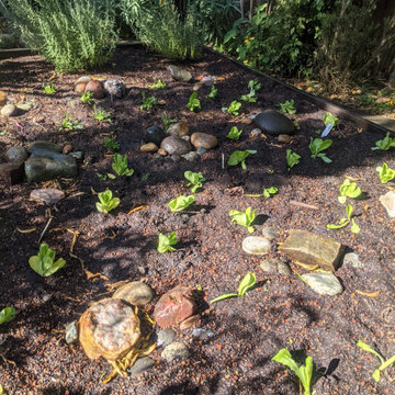 Berkeley Edible Garden