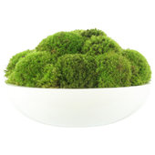 2 sq. ft Preserved Moss Pillow Moss Moss for Potted Plants Artificial Fake  Mo