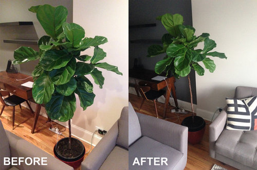 New Fiddle Fig Owner (scared)