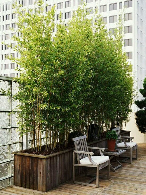 Keeping Bamboo In Pots For Privacy Screen, Potted Trees For Patio Privacy