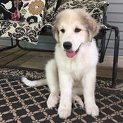 Kevin-Sheliea Lambing's photo