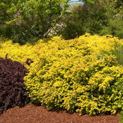 Sunsation&reg; Japanese Barberry - Plants