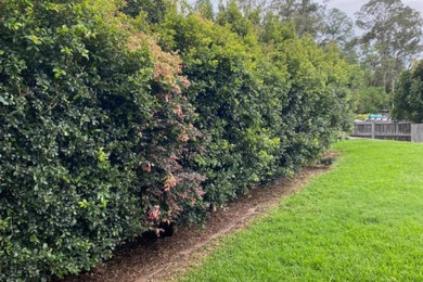 Lacewood Hedging