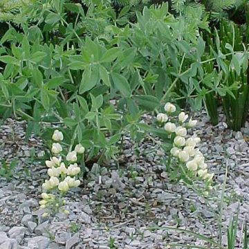 False Indigo / Baptisia bracteata