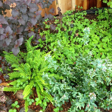 Fairlands Back, California Natives and Edibles