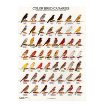 birds
