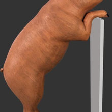 PIGS