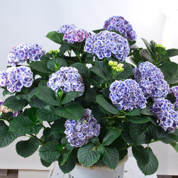 Cityline&reg; Mars Bigleaf Hydrangea - Plants