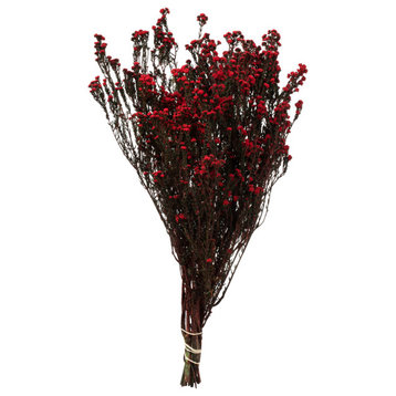 Natural Phylica Bundle, Preserved , Red, 12-22"