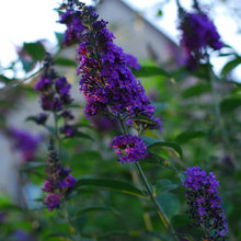 replace the butterfly bush