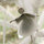 Martine Bouchard Perso
