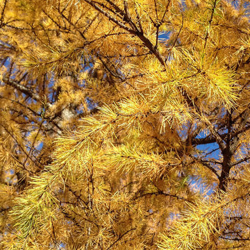 Larix Laricina